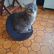 Salem a rejoint le concours — aidez-le/la à gagner de superbes lots ! cat, gray_cat, tabby, green_eyes, pet, indoor, floor_tiles, patterned_floor, mat, circular_mat, wooden_chair, heater, curious, looking_up, fur, whiskers, animal, domestic_cat, floor, home