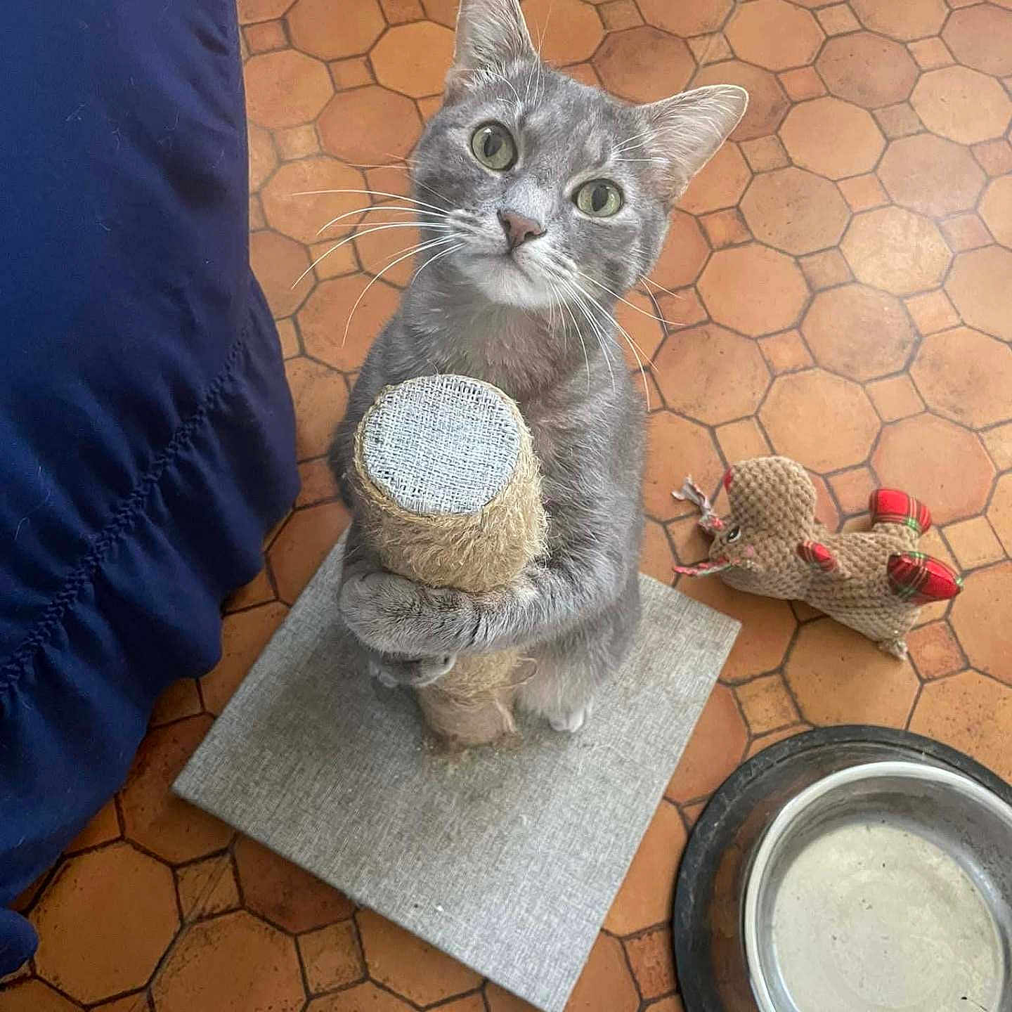 Salem participe au concours pour gagner de l'argent avec cette photo : animal, cat, claws, curious, cute, domestic_cat, feline, floor_tiles, fur, gray_tabby, household, indoor, looking_up, paw, pet, playful, scratching_post, toy_mouse, water_bowl, whiskers