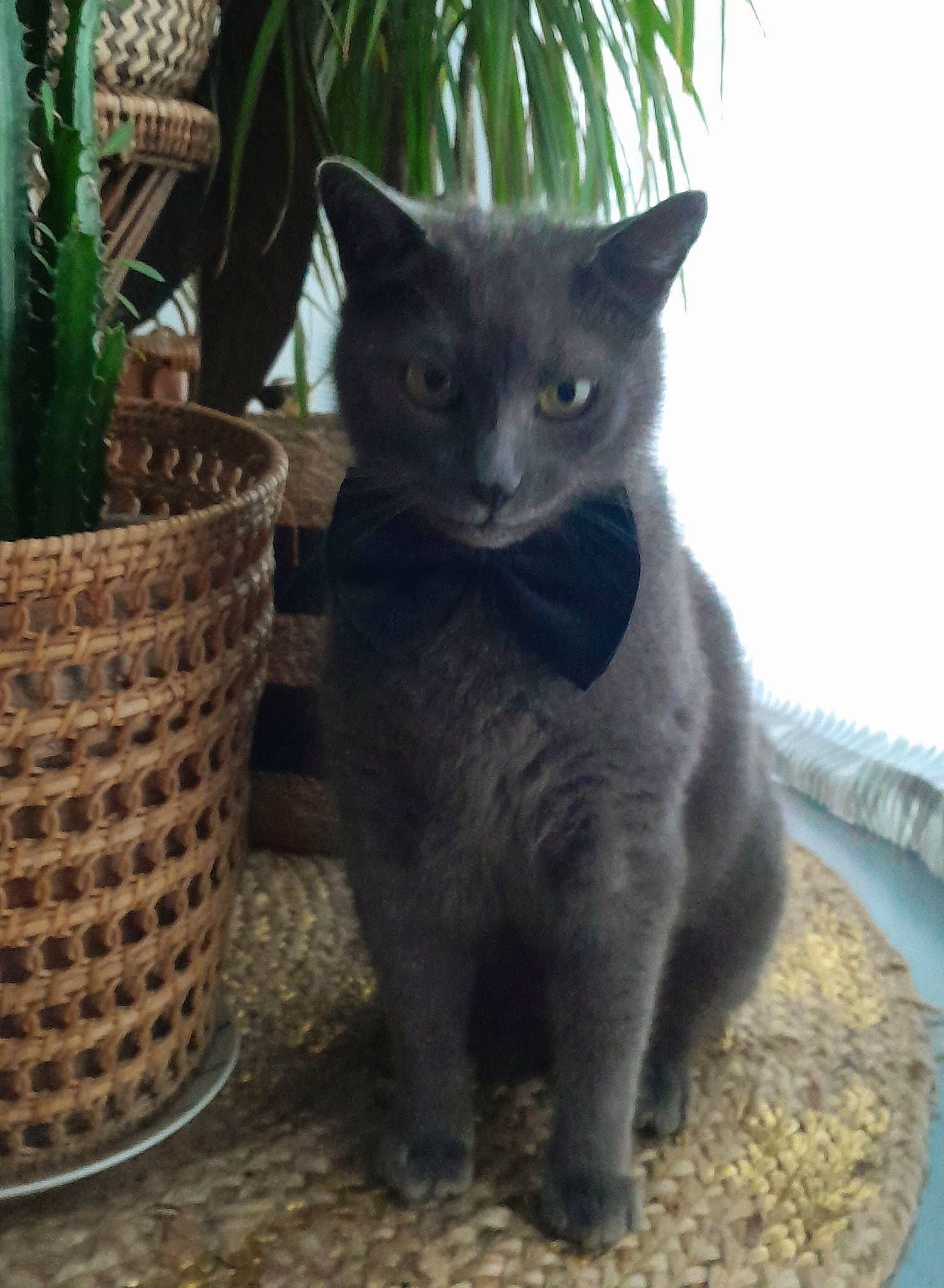 Grizou a rejoint le concours — aidez-le/la à gagner de superbes lots ! basket, black_cat, carnivore, cat, cat_furniture, cat_supply, domestic_short_haired_cat, felidae, flowerpot, fur, grey, houseplant, plant, russian_blue, small_to_medium_sized_cats, tail, terrestrial_animal, terrestrial_plant, vertebrate, whiskers