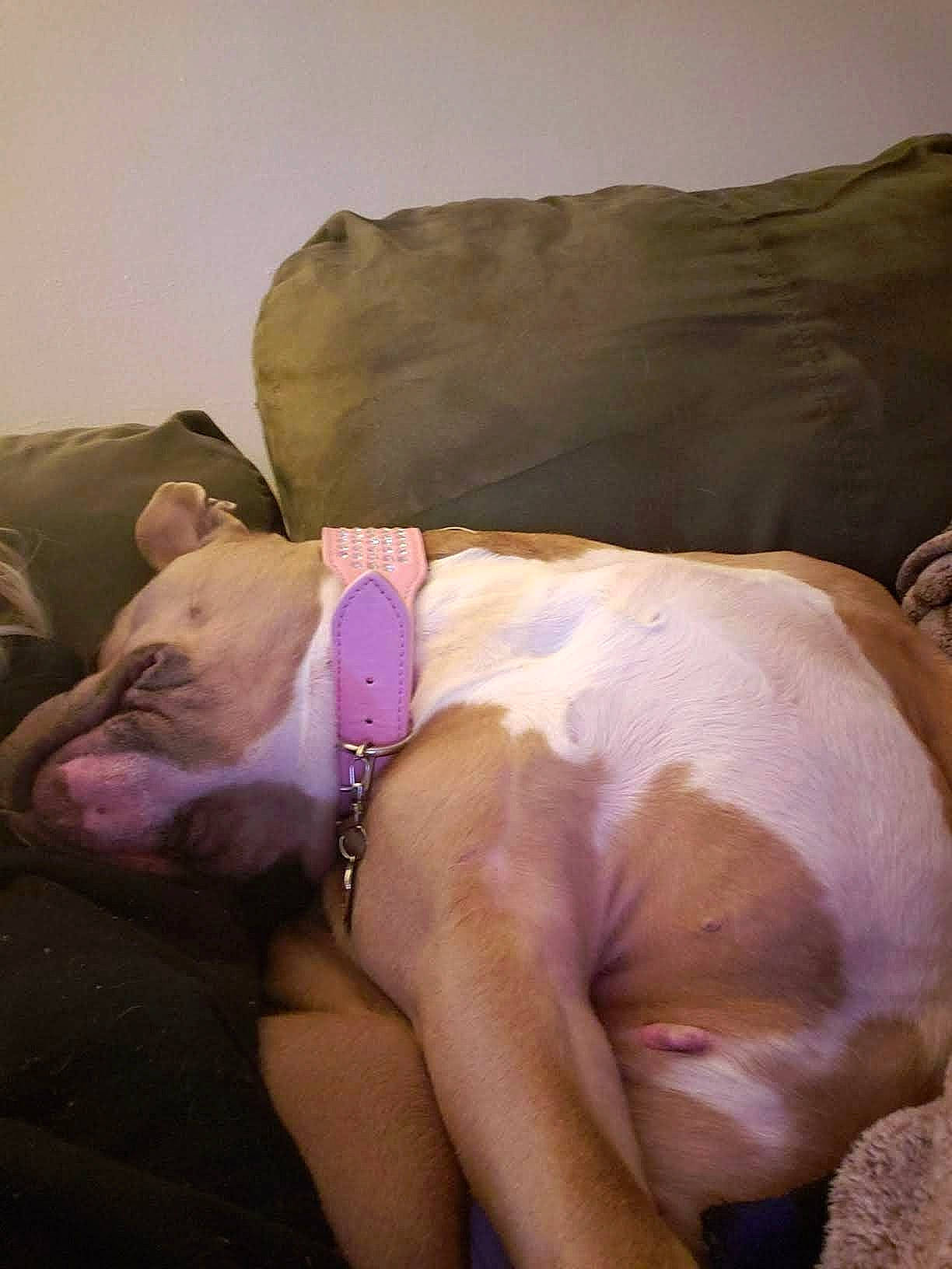 Princess joined the competition — help win amazing prizes! abdomen, barechested, carnivore, chest, comfort, companion_dog, dog, dog_breed, elbow, fawn, foot, human_leg, knee, linens, snout, stomach, textile, thigh, trunk, wrist