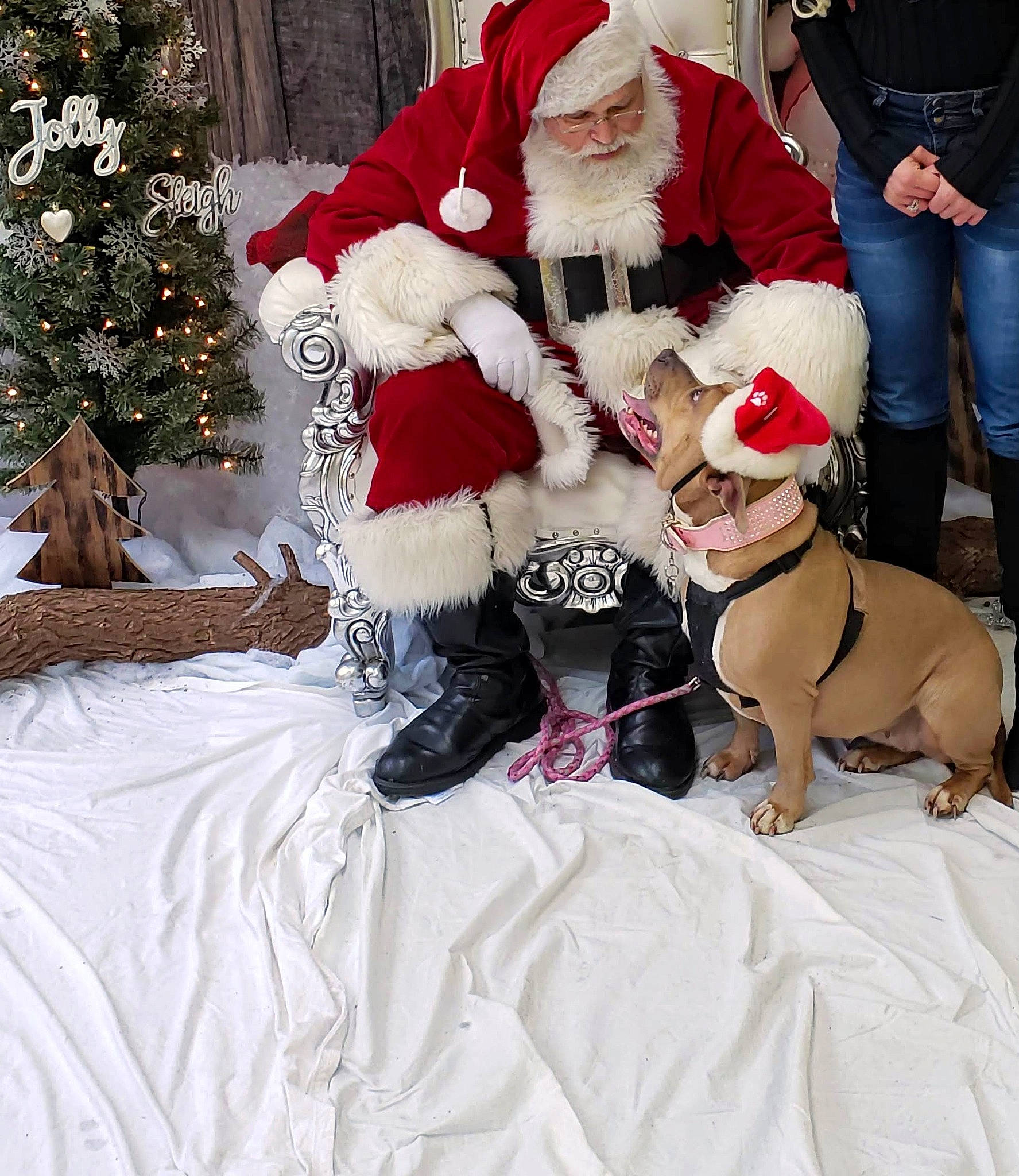 Princess joined the competition — help win amazing prizes! christmas, christmas_decoration, christmas_eve, christmas_ornament, christmas_tree, companion_dog, costume_hat, dog, dog_breed, event, fictional_character, fun, fur, fur_clothing, hat, holiday, lap, santa_claus, tradition, winter
