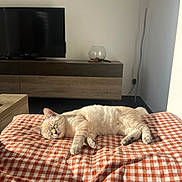 Blanket a rejoint le concours — aidez-le/la à gagner de superbes lots ! animal, blanket, cabinet, cat, checkered_pattern, cozy, cream_colored, fishbowl, home, indoors, living_room, lying_down, nap, pet, red_and_white, relaxed, short_hair, sleeping, sunlight, television