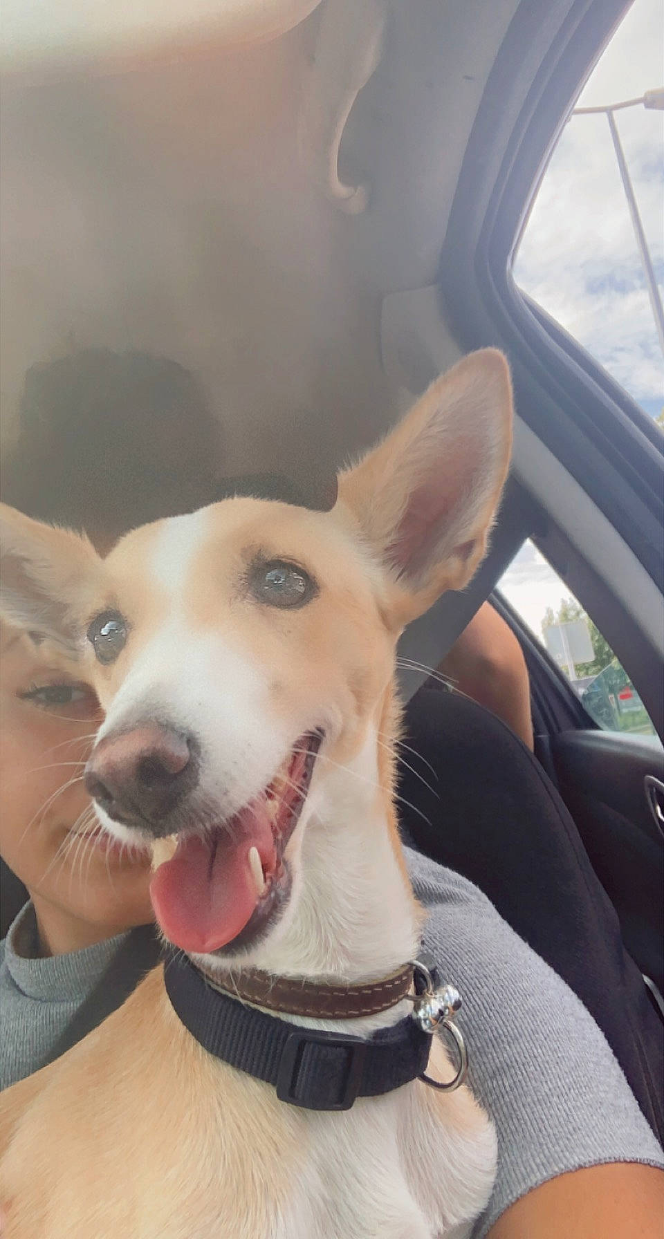 Sia participe au concours pour gagner de l'argent avec cette photo : automotive_mirror, carnivore, collar, companion_dog, dog, dog_breed, dog_collar, ear, fawn, fur, happy, jaw, snout, sporting_group, vehicle, vehicle_door, whiskers, window, windshield, working_animal