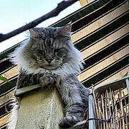 Twix participe au concours pour gagner de l'argent avec cette photo : cat, fluffy_cat, gray_cat, outdoor, post, perched, leaf, canopy, striped, fence, animal, pet, whiskers, fur, nature, daylight, closeup, looking_down, relaxed, quiet