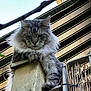 cat, fluffy_cat, gray_cat, outdoor, post, perched, leaf, canopy, striped, fence, animal, pet, whiskers, fur, nature, daylight, closeup, looking_down, relaxed, quiet