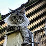 Twix participe au concours pour gagner de l'argent avec cette photo : cat, fluffy, gray, perched, ledge, outdoor, striped_awning, leaves, feline, pet, animal, whiskers, ears, paws, fur, nature, looking_down, serious_expression, close_up, daylight