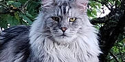 Twix a rejoint le concours — aidez-le/la à gagner de superbes lots ! cat, fluffy, gray, white, animal, pet, outdoor, nature, leaf, tree, fur, portrait, feline, resting, wildlife, closeup, animal_face, whiskers, ears, relaxed