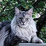 cat, fluffy, gray, white, animal, pet, outdoor, nature, leaf, tree, fur, portrait, feline, resting, wildlife, closeup, animal_face, whiskers, ears, relaxed
