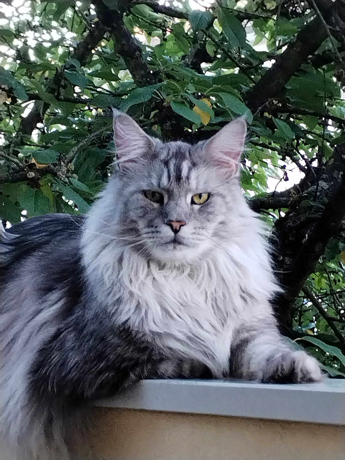 Twix a rejoint le concours — aidez-le/la à gagner de superbes lots ! cat, fluffy, gray, white, animal, pet, outdoor, nature, leaf, tree, fur, portrait, feline, resting, wildlife, closeup, animal_face, whiskers, ears, relaxed