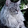 Twix participe au concours pour gagner de l'argent avec cette photo : cat, fluffy, gray_tabby, fur, whiskers, ears, outdoor, nature, greenery, tree, pet, animal, closeup, portrait, relaxed, sleepy, cute, feline, mammal, peaceful