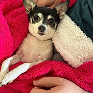 Pookie joined the competition — help win amazing prizes! dog, small_dog, blanket, pink_blanket, white_blanket, human_hand, pet, cute, cozy, indoors, resting, fur, ears, nose, paw, comfort, warmth, relaxation, close_up, companion