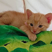 Nalla participe au concours pour gagner de l'argent avec cette photo : animal, blanket, cat, cozy, cute, domestic_animal, ears, feline, fur, green, indoor, kitten, orange_cat, paw, pet, resting, sleepy, soft, whiskers, young