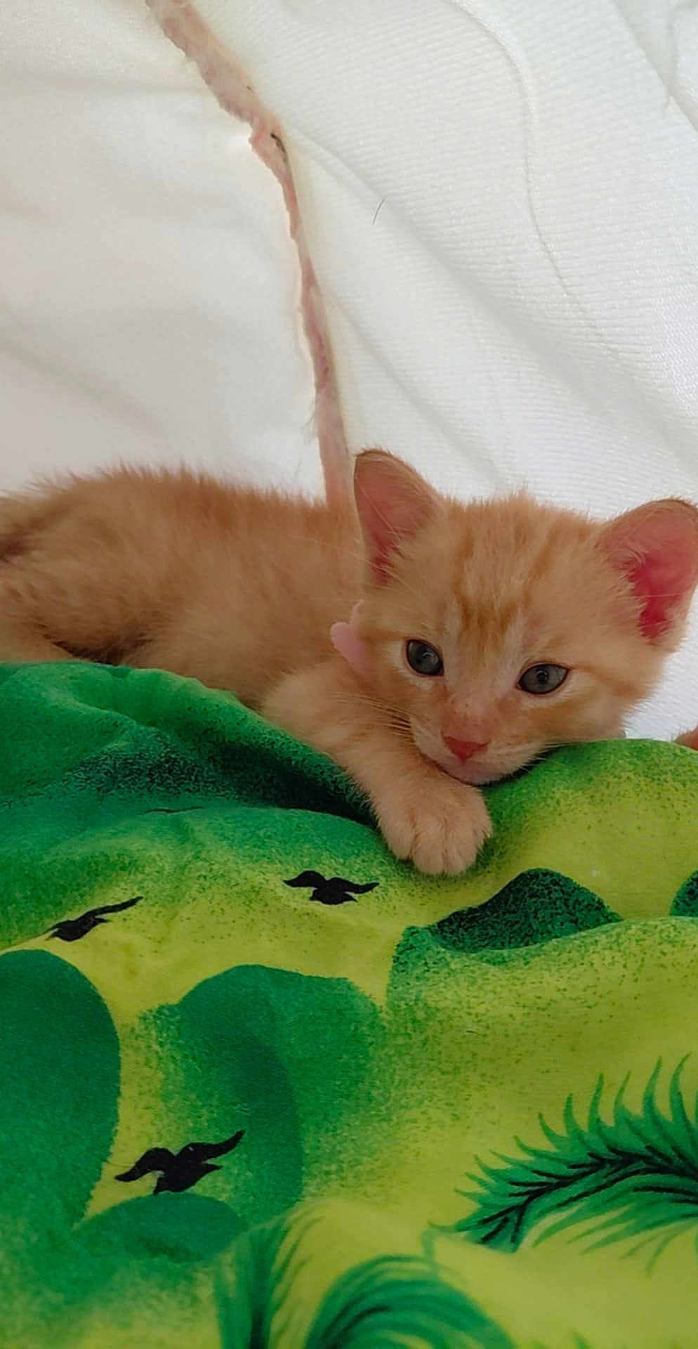 Nalla
