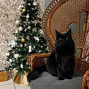 Uija participe au concours pour gagner de l'argent avec cette photo : black_cat, cat, rattan_chair, chair, christmas_tree, holiday_decor, ornaments, pine_cones, indoor, home, furniture, pet, animal, floor_tiles, wallpaper, festive, decorations, cozy, fluffy, seated