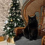 black_cat, cat, rattan_chair, chair, christmas_tree, holiday_decor, ornaments, pine_cones, indoor, home, furniture, pet, animal, floor_tiles, wallpaper, festive, decorations, cozy, fluffy, seated