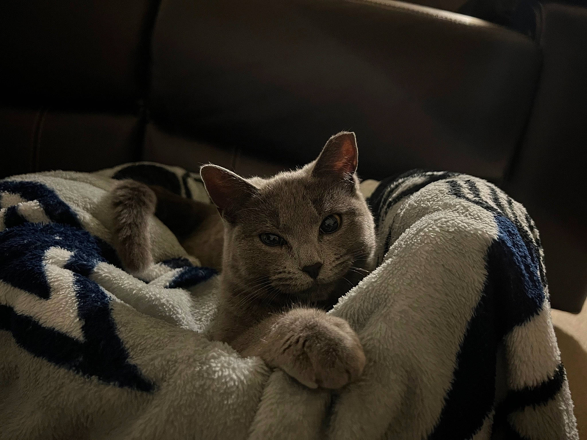 Rue joined the competition — help win amazing prizes! bed, carnivore, cat, cat_bed, claw, comfort, domestic_short_haired_cat, fawn, felidae, fur, grey, linens, nap, paw, sleep, small_to_medium_sized_cats, snout, tail, terrestrial_animal, whiskers