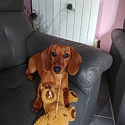 Uguette participe au concours pour gagner de l'argent avec cette photo : animal, brown_dog, couch, cute, dachshund, dog, domestic_animal, floor, furniture, indoor, leather, looking_at_camera, peacock_feather, pet, pink_wall, radiator, relaxing, string, teddy_bear, toy