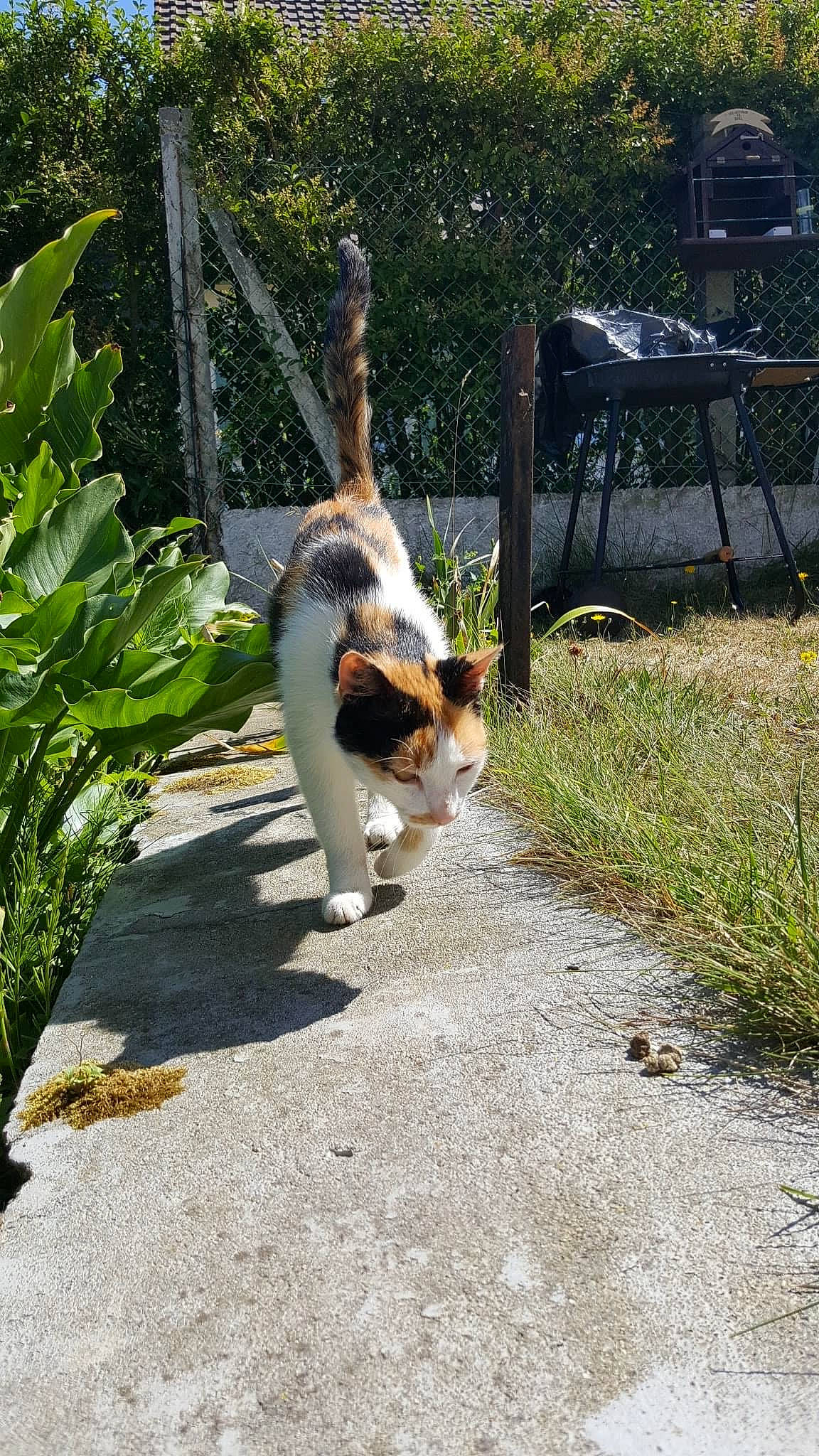 Mimi a rejoint le concours — aidez-le/la à gagner de superbes lots ! canidae, carnivore, cat, companion_dog, dog, dog_breed, fawn, felidae, garden, grass, mammal, small_to_medium_sized_cats, sporting_group, tail