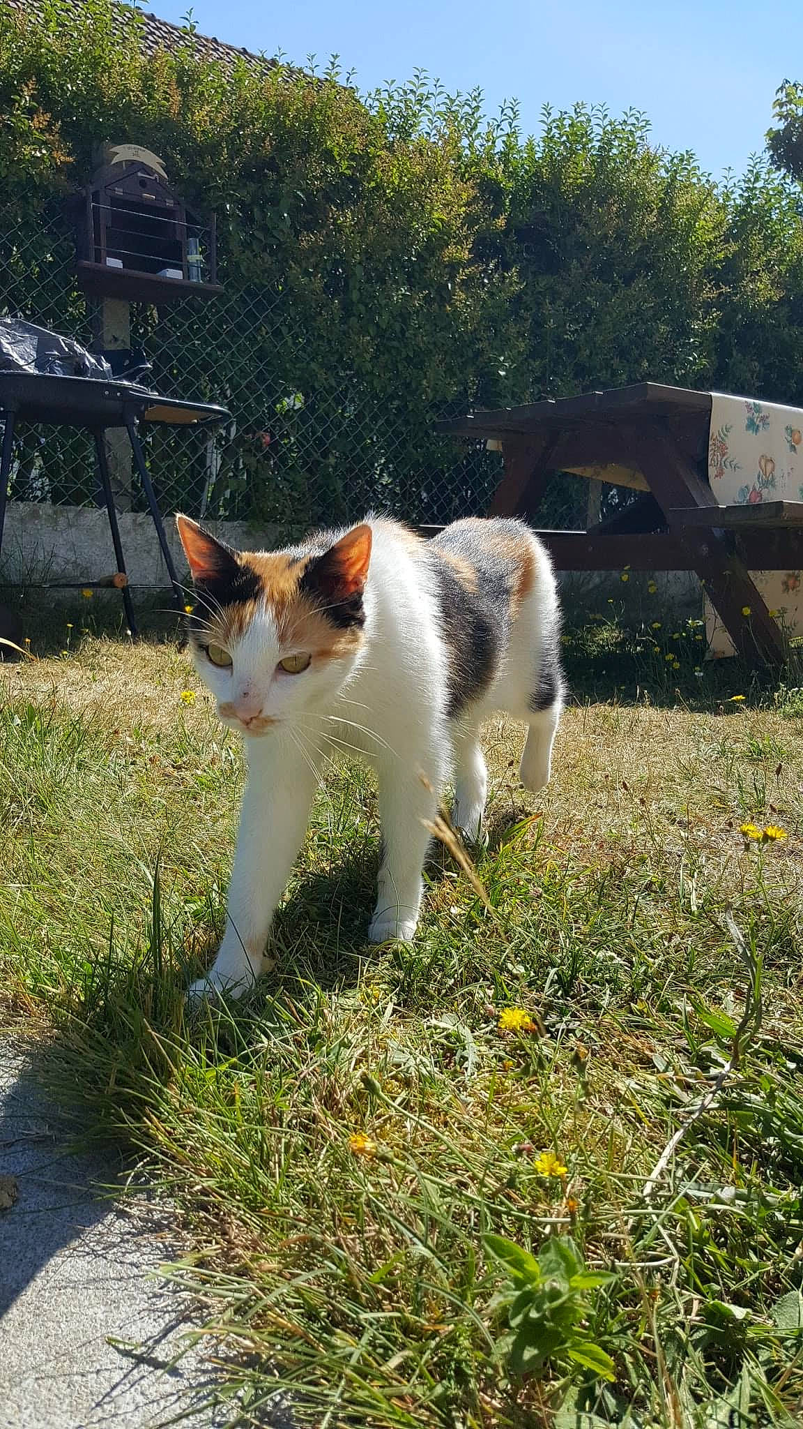 Mimi a rejoint le concours — aidez-le/la à gagner de superbes lots ! aegean_cat, carnivore, cat, domestic_short_haired_cat, fawn, felidae, grass, mammal, plant, small_to_medium_sized_cats, tail, whiskers