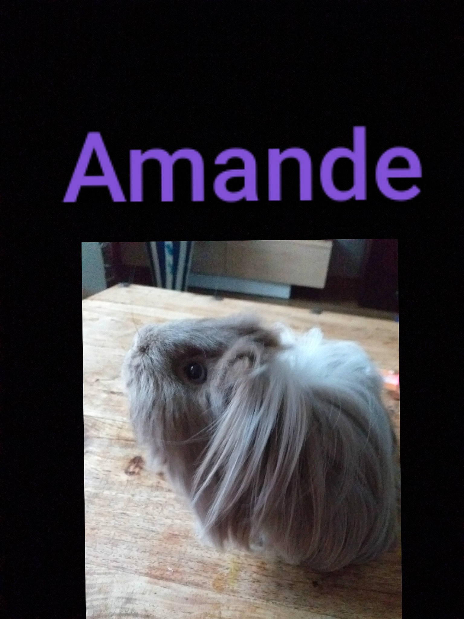 Amande participe au concours pour gagner de l'argent avec cette photo : companion_dog, fur, guinea_pig, photo_caption, rodent