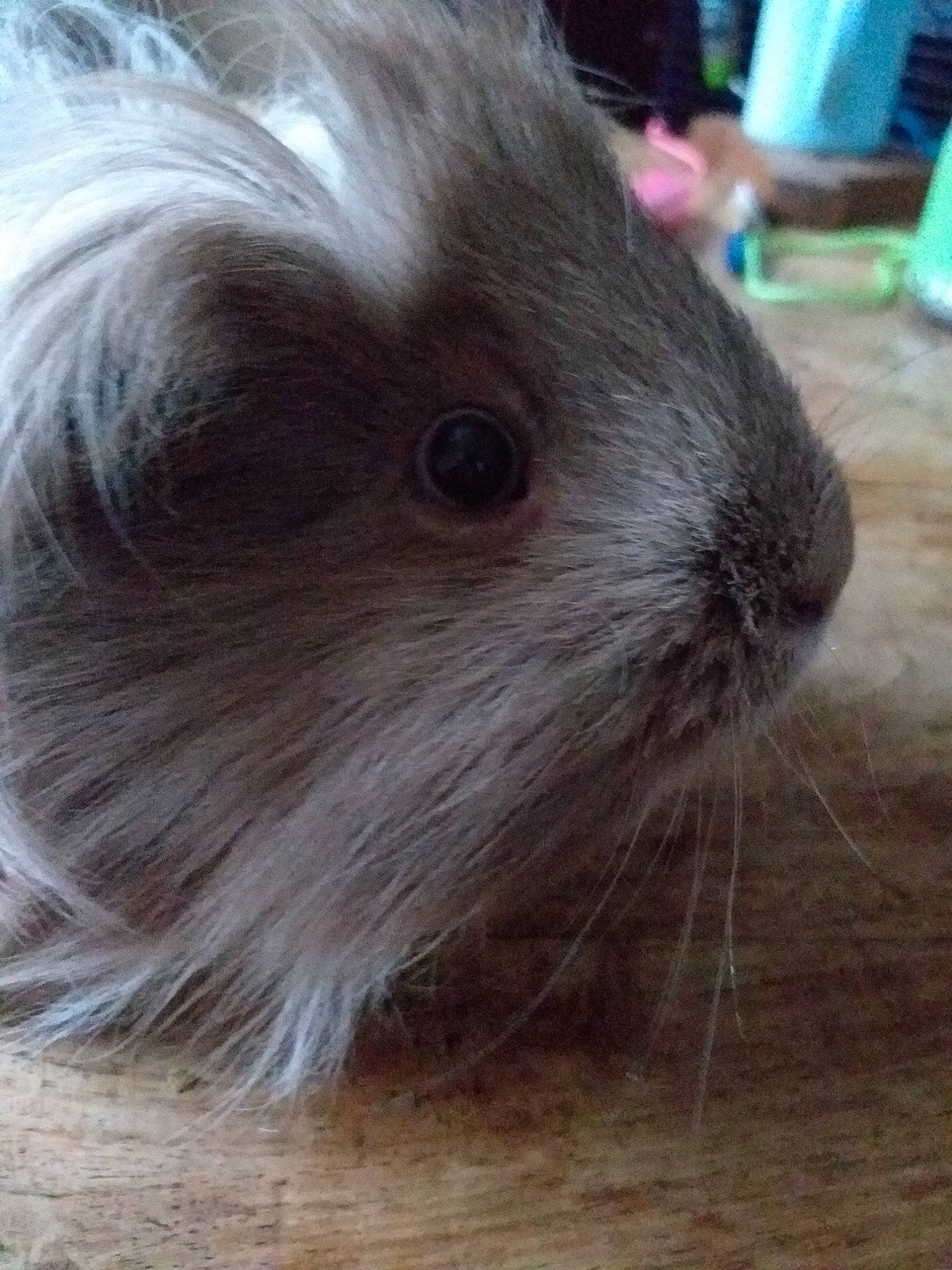 Amande participe au concours pour gagner de l'argent avec cette photo : ear, fawn, gerbil, guinea_pig, hamster, mammal, mouse, rodent, snout, whiskers