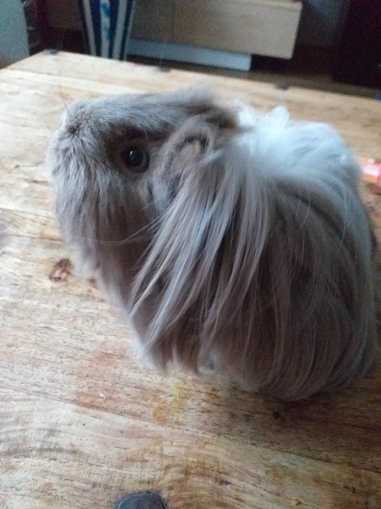 Amande a rejoint le concours — aidez-le/la à gagner de superbes lots ! angora_rabbit, domestic_rabbit, ear, fawn, guinea_pig, rabbit, rabbits_and_hares, rodent