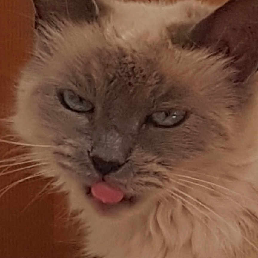 Elia a rejoint le concours — aidez-le/la à gagner de superbes lots ! angora, animal, bodypart, cat, computerhardware, electronics, face, hardware, head, kitten, monitor, mouth, person, pet, screen, siamese, snout, teeth, text, tongue