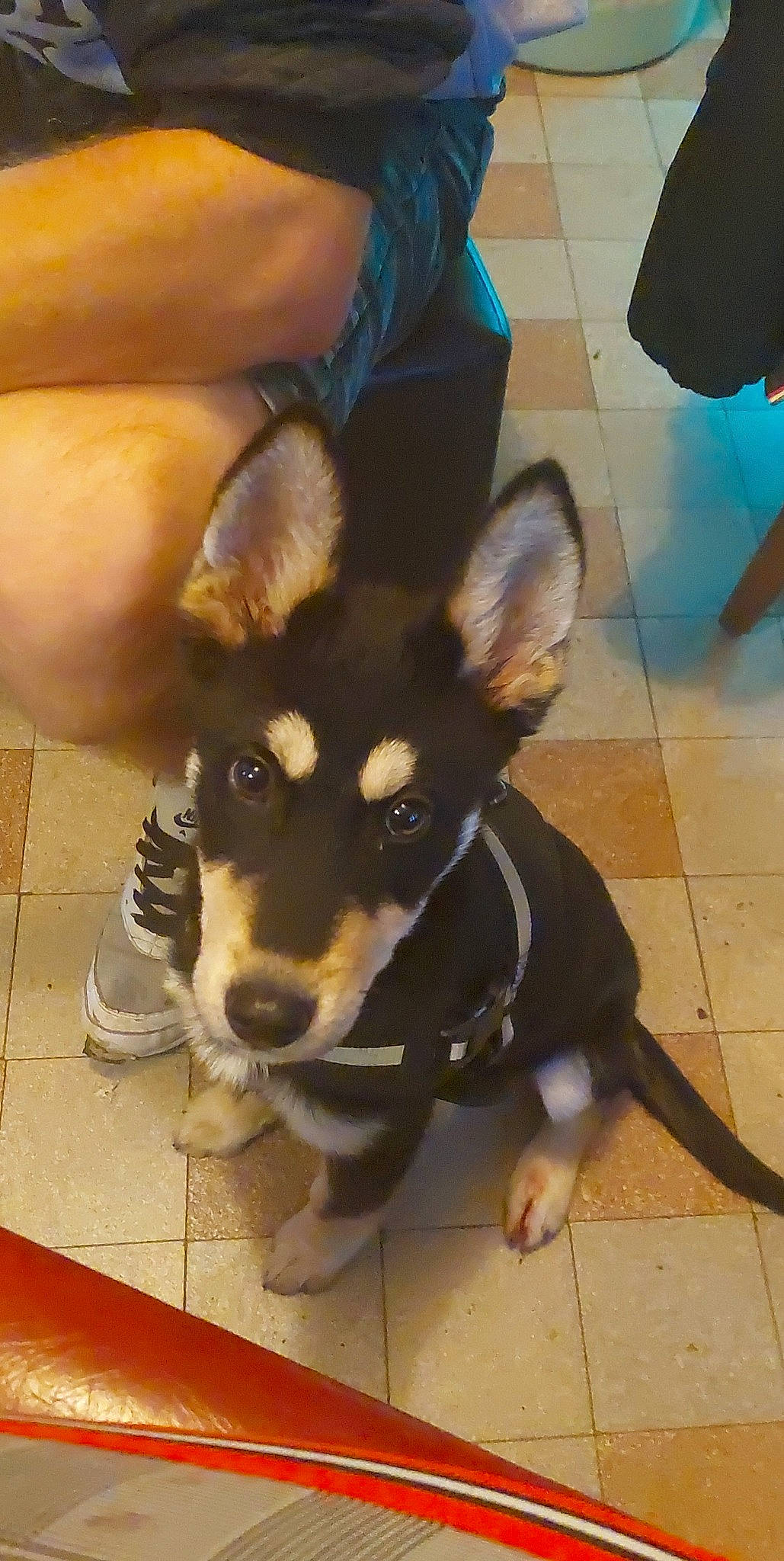 Taro participe au concours pour gagner de l'argent avec cette photo : ancient_dog_breeds, blue, canidae, carnivore, companion_dog, dog, dog_breed, fawn, floor, flooring, fur, herding_dog, non_sporting_group, paw, shadow, tail, toy_dog, whiskers, working_animal, working_dog