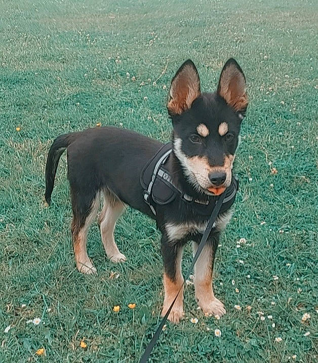 Taro participe au concours pour gagner de l'argent avec cette photo : canidae, carnivore, companion_dog, dog, dog_breed, dog_supply, fawn, grass, guard_dog, hunting_dog, pinscher, prazsky_krysarik, snout, sporting_group, tail, toy_dog, working_animal, working_dog