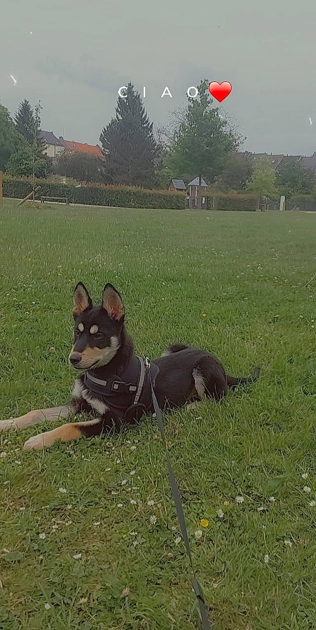 Taro a rejoint le concours — aidez-le/la à gagner de superbes lots ! balloon, carnivore, collar, companion_dog, dog, dog_breed, dog_supply, east_european_shepherd, grass, grassland, happy, herding_dog, landscape, lawn, leash, plant, sky, tail, tree, working_animal