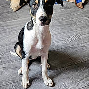 Ava is registered to the contest to win money with this photo: puppy, dog, black_and_white, sitting, floor, wooden_floor, indoor, toy, plush_toy, pet, animal, cute, young_dog, looking, ears, fur, playful, home, domestic, pet_toy