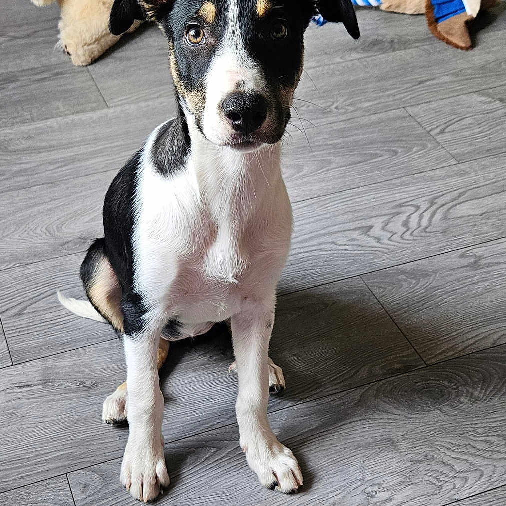 Ava is registered to the contest to win money with this photo: animal, black_and_white, cute, dog, domestic, ears, floor, fur, home, indoor, looking, pet, pet_toy, playful, plush_toy, puppy, sitting, toy, wooden_floor, young_dog