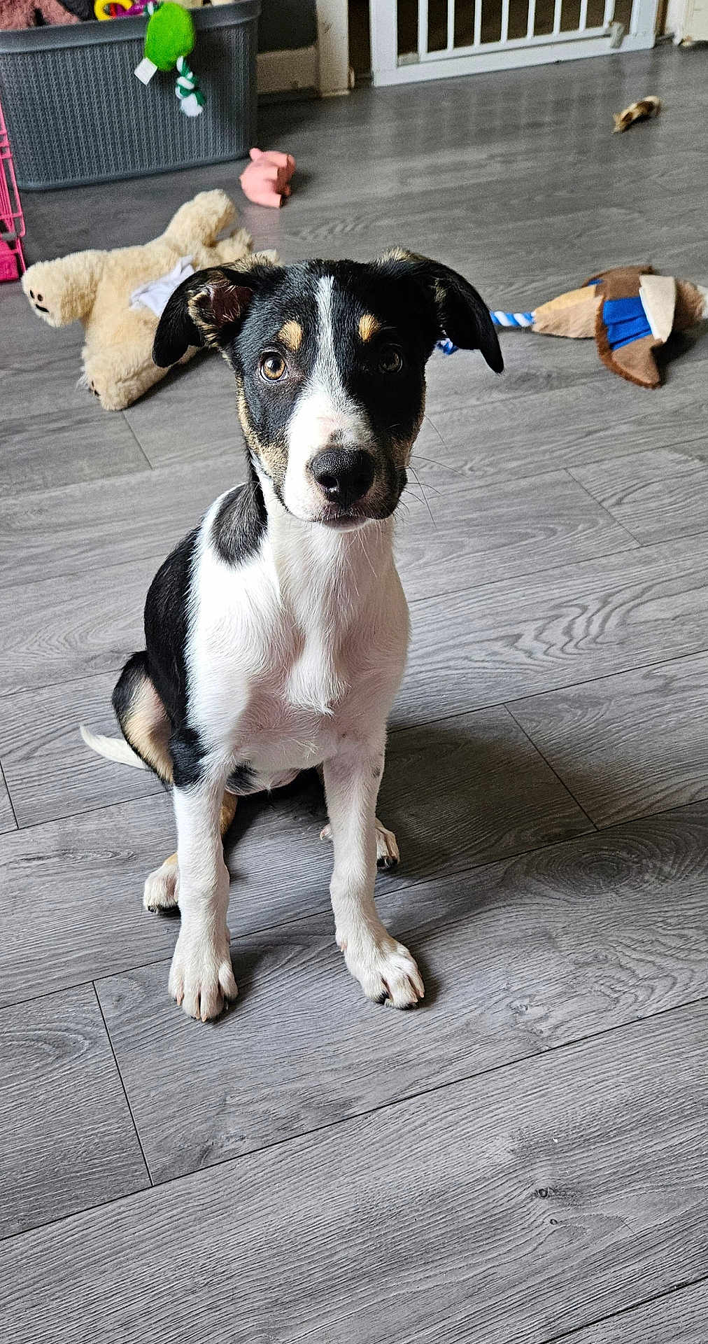 Ava