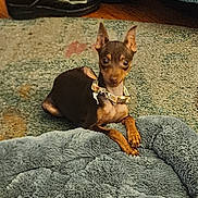 Sadie joined the competition — help win amazing prizes! dog, small_dog, pet, indoor, carpet, rug, pet_bed, animal, ears, collar, paws, floor, shoes, leather_shoes, wood_floor, curious, lying_down, brown_dog, canine, domestic_animal
