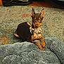 dog, small_dog, pet, indoor, carpet, rug, pet_bed, animal, ears, collar, paws, floor, shoes, leather_shoes, wood_floor, curious, lying_down, brown_dog, canine, domestic_animal