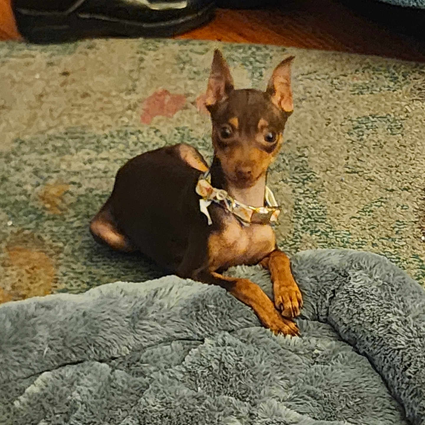 Sadie joined the competition — help win amazing prizes! animal, brown_dog, canine, carpet, collar, curious, dog, domestic_animal, ears, floor, indoor, leather_shoes, lying_down, paws, pet, pet_bed, rug, shoes, small_dog, wood_floor