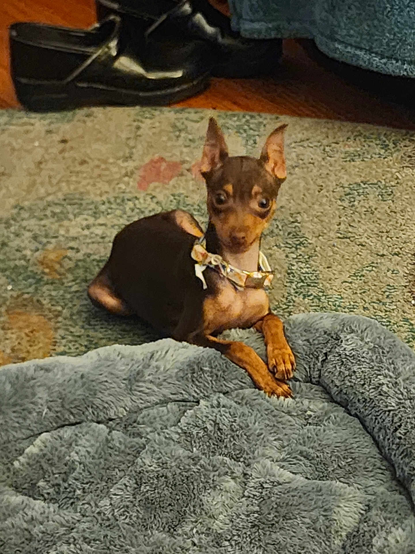 Sadie
