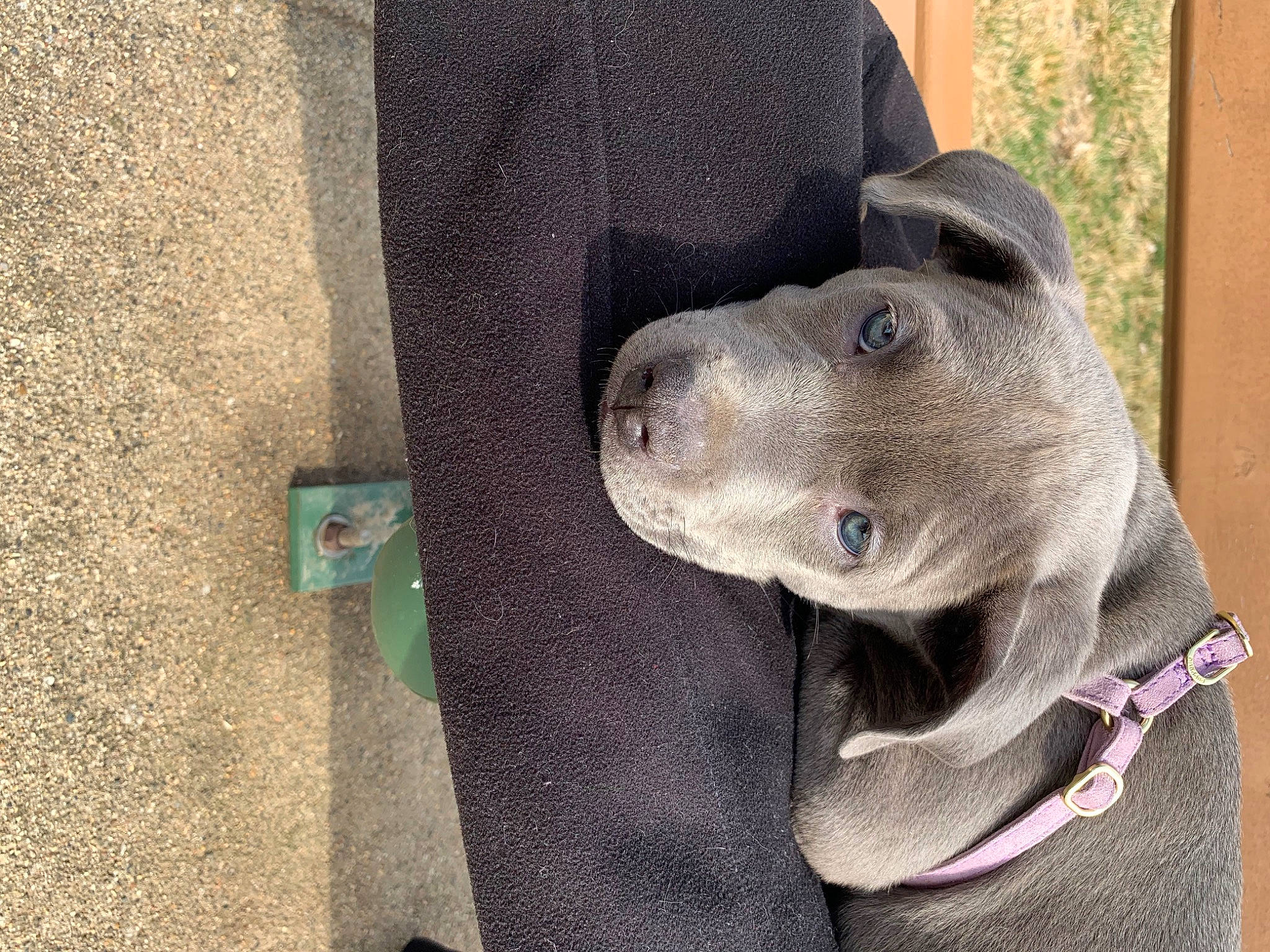 Sage is registered to the contest to win money with this photo: art, carnivore, collar, companion_dog, concrete, dog, dog_breed, dog_collar, fawn, grey, guard_dog, non_sporting_group, pet_supply, pointing_breed, sculpture, sporting_group, terrestrial_animal, weimaraner, whiskers, working_animal