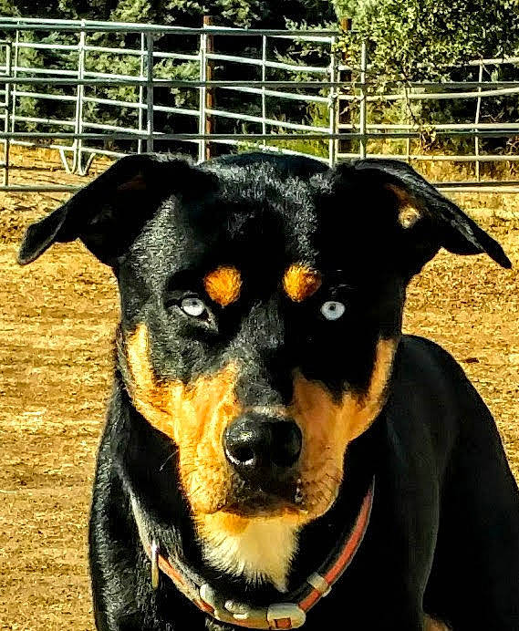 Asa joined the competition — help win amazing prizes! appenzeller_sennenhund, beauceron, black_and_tan_terrier, canidae, carnivore, companion_dog, dog, dog_breed, entlebucher_mountain_dog, german_pinscher, huntaway, mammal, miniature_pinscher, pinscher, rare_breed_dog, rottweiler, sporting_group, vertebrate, working_dog