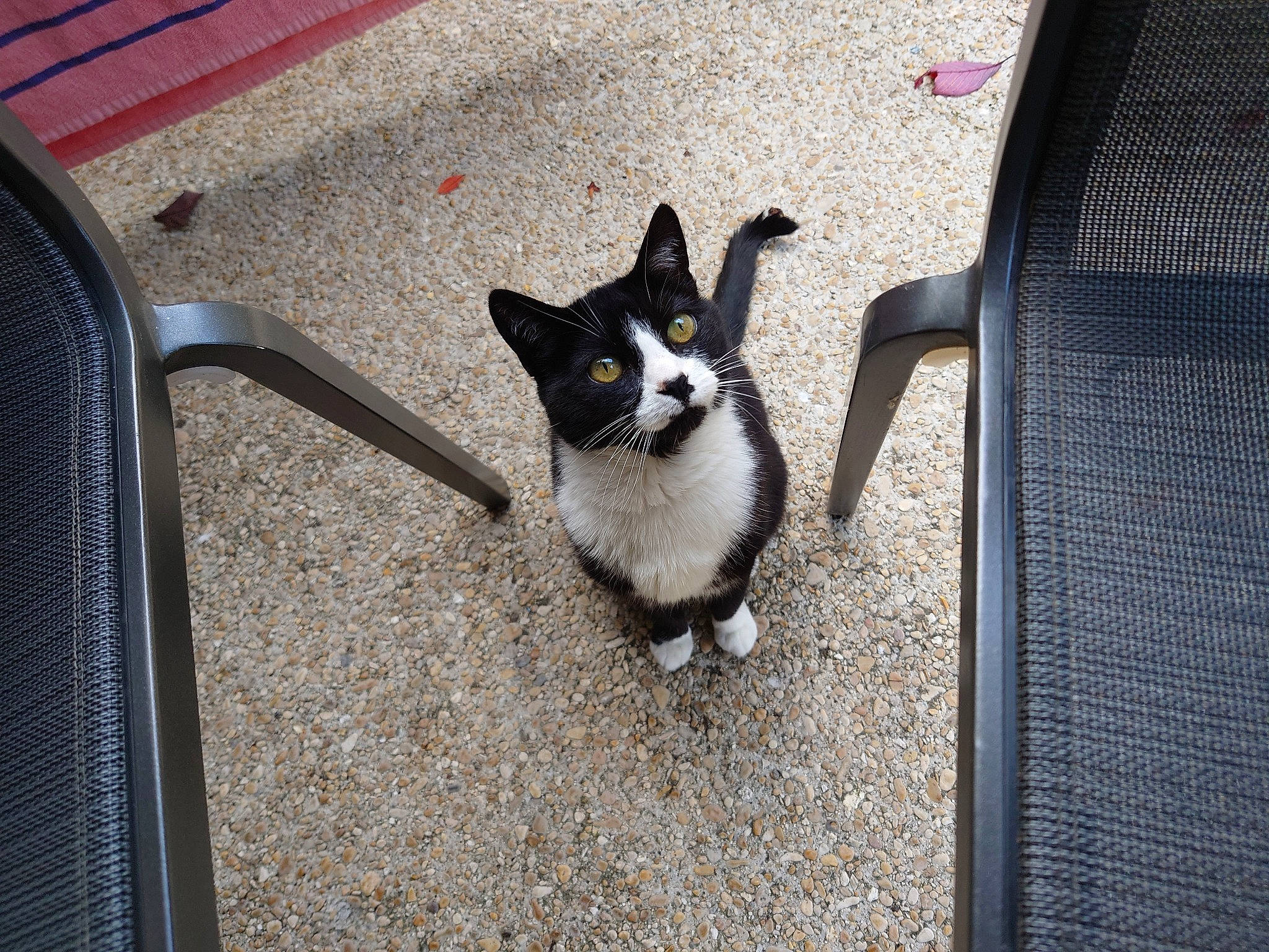 Chatoune a rejoint le concours — aidez-le/la à gagner de superbes lots ! asphalt, automotive_design, automotive_exterior, automotive_lighting, automotive_tire, automotive_wheel_system, carnivore, cat, felidae, fender, gas, grey, motor_vehicle, rim, road, road_surface, small_to_medium_sized_cats, snout, tail, whiskers