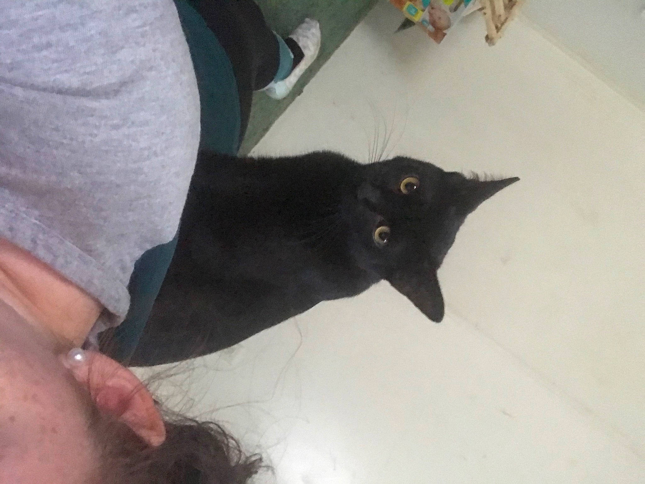 Ra is registered to the contest to win money with this photo: black_cat, finger, hand, leg