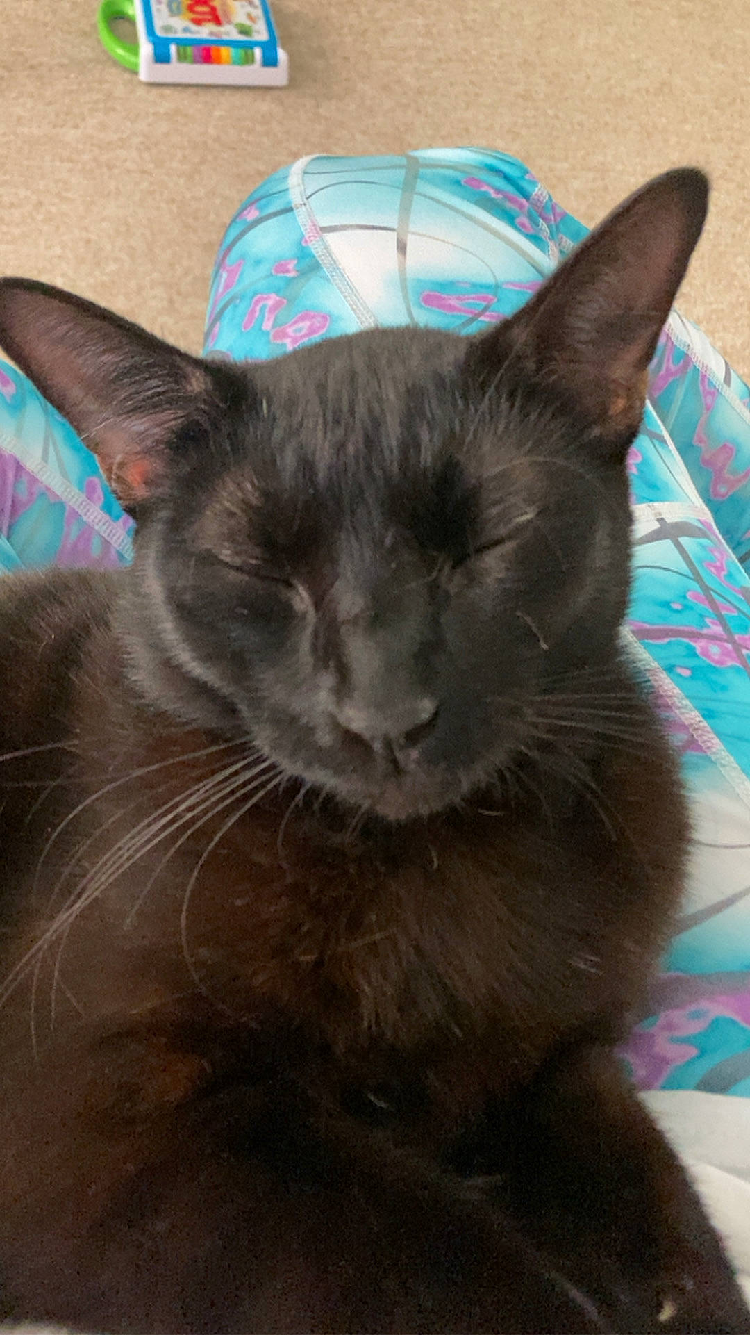 Ra is registered to the contest to win money with this photo: black_cat, box, carnivore, cat, cat_bed, cat_supply, domestic_short_haired_cat, felidae, fur, grey, mammal, paper_product, pet_supply, russian_blue, small_to_medium_sized_cats, snout, tail, terrestrial_animal, vertebrate, whiskers