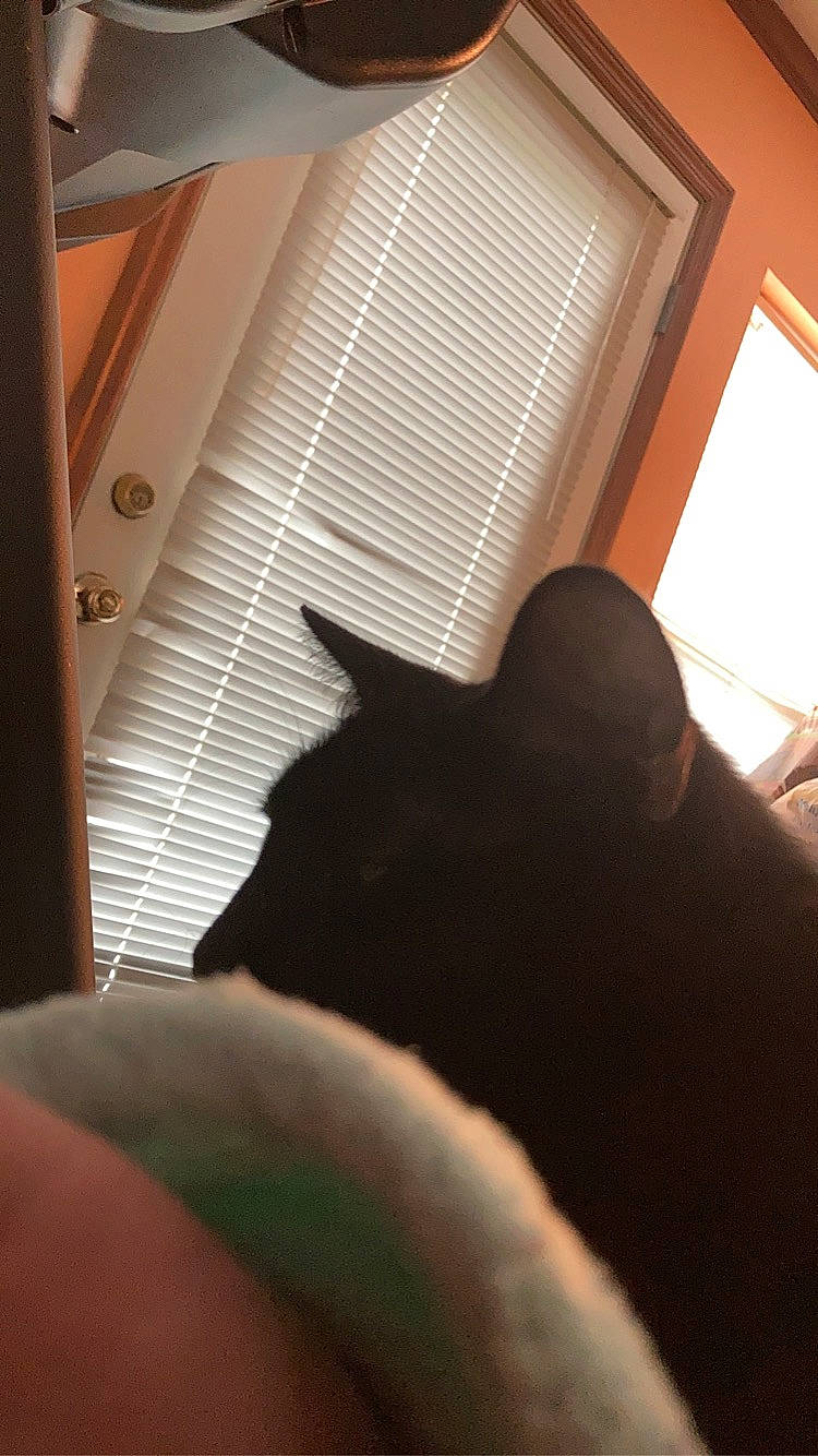 Ra is registered to the contest to win money with this photo: building, carnivore, comfort, door, eye, fawn, felidae, flooring, hardwood, house, shade, small_to_medium_sized_cats, snout, tail, tints_and_shades, whiskers, window, window_blind, window_treatment, wood