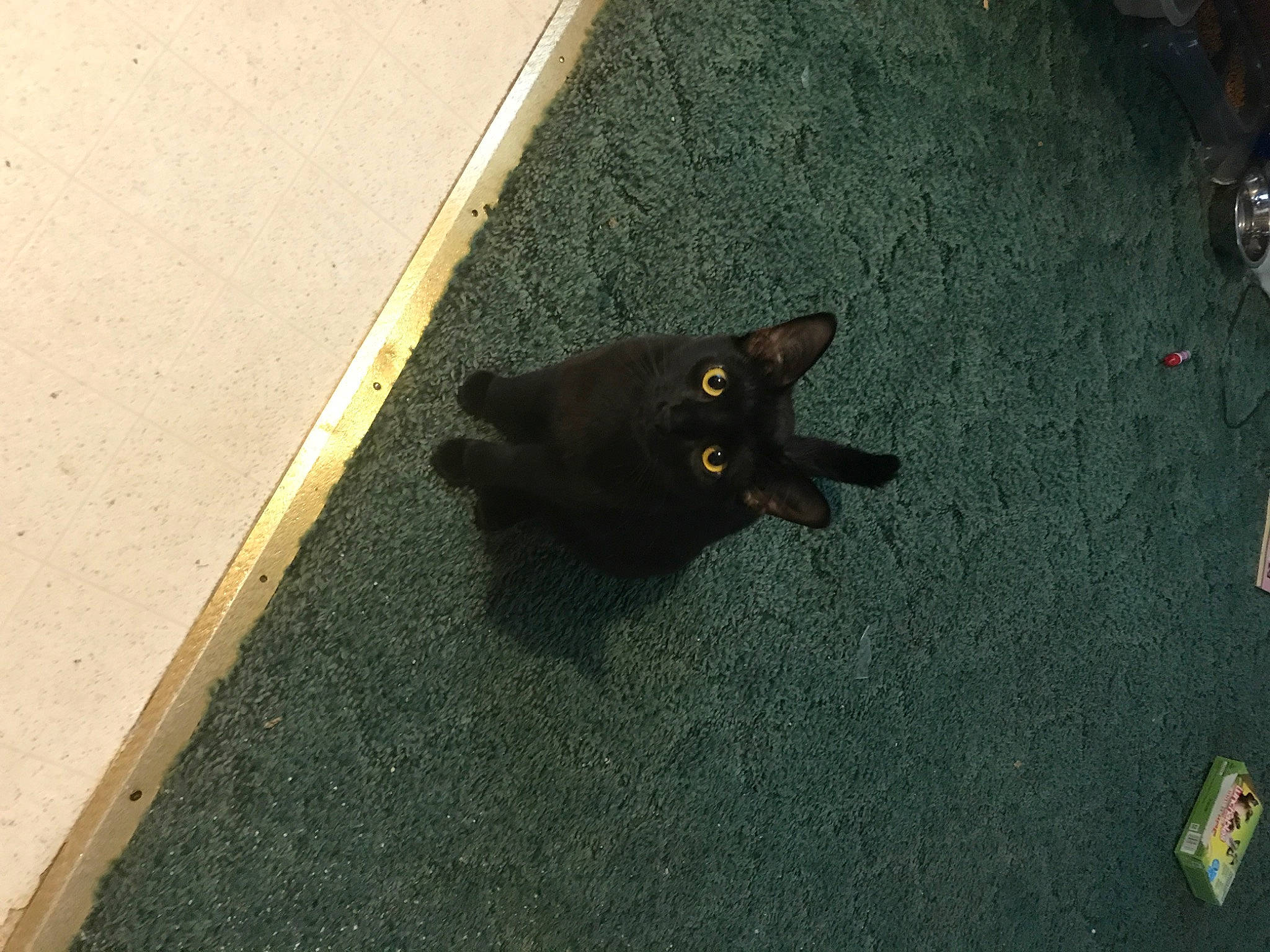 Ra is registered to the contest to win money with this photo: asphalt, bat, black_cat, bombay, carnivore, concrete, dog_breed, felidae, floor, flooring, grass, grey, road_surface, shadow, small_to_medium_sized_cats, sporting_group, tail, tar, tints_and_shades, wood