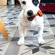 Loki a rejoint le concours — aidez-le/la à gagner de superbes lots ! puppy, dog, white, black_patch, bone, treat, floor, tile_floor, patterned_floor, indoor, pet, canine, young_dog, cute, animal, standing, mouth, looking, front_view, playful