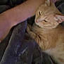 cat, ginger_cat, arm, blanket, cozy, indoor, pet, sleepy, fur, resting, comfort, closeup, feline, nap, soft_texture, human, warm, relaxing, cuddle, blur