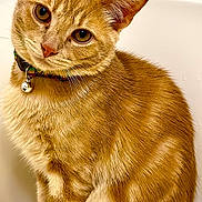 Murphy joined the competition — help win amazing prizes! cat, orange_tabby, pet, feline, collar, bell, sitting, curious, indoor, fur, whiskers, ears, eyes, closeup, domestic_cat, animal, cute, portrait, furniture, background
