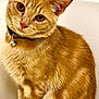 cat, orange_tabby, pet, feline, collar, bell, sitting, curious, indoor, fur, whiskers, ears, eyes, closeup, domestic_cat, animal, cute, portrait, furniture, background