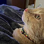 cat, ginger_cat, close_up, collar, indoor, blanket, furniture, door, soft_texture, resting, pet, animal, comfort, side_profile, cute, domestic_cat, fur, whiskers, eye, bedroom