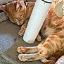cat, orange_tabby, sleeping, paw, scratching_post, toy, bed, cozy, pet, feline, indoor, fur, whiskers, relaxing, cute, animal, domestic_cat, resting, close_up, napping